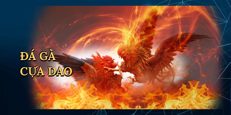 Đá gà cựa dao