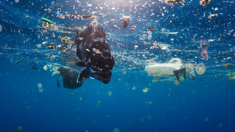 Problems With Microbeads In Cosmetics You May Not Know