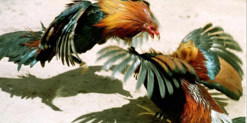 Người chơi đặt cược đá gà trên AE888 dễ dàng