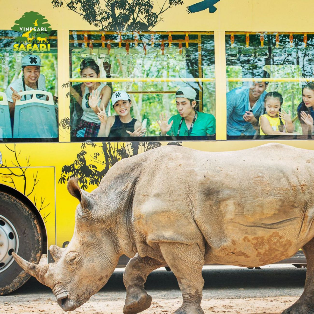 Những chú tê giác tại Vinpearl Safari Phú Quốc