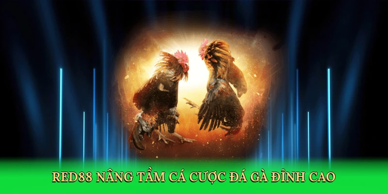 Red88 nâng tầm cá cược đá gà đỉnh cao